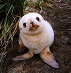 Детеныш тюленя